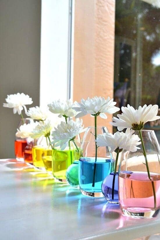 Rainbow Daisy Flower Display