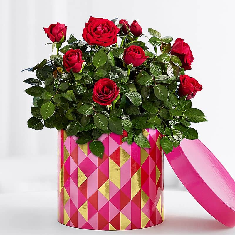 Quirky Rose Bush in a Box